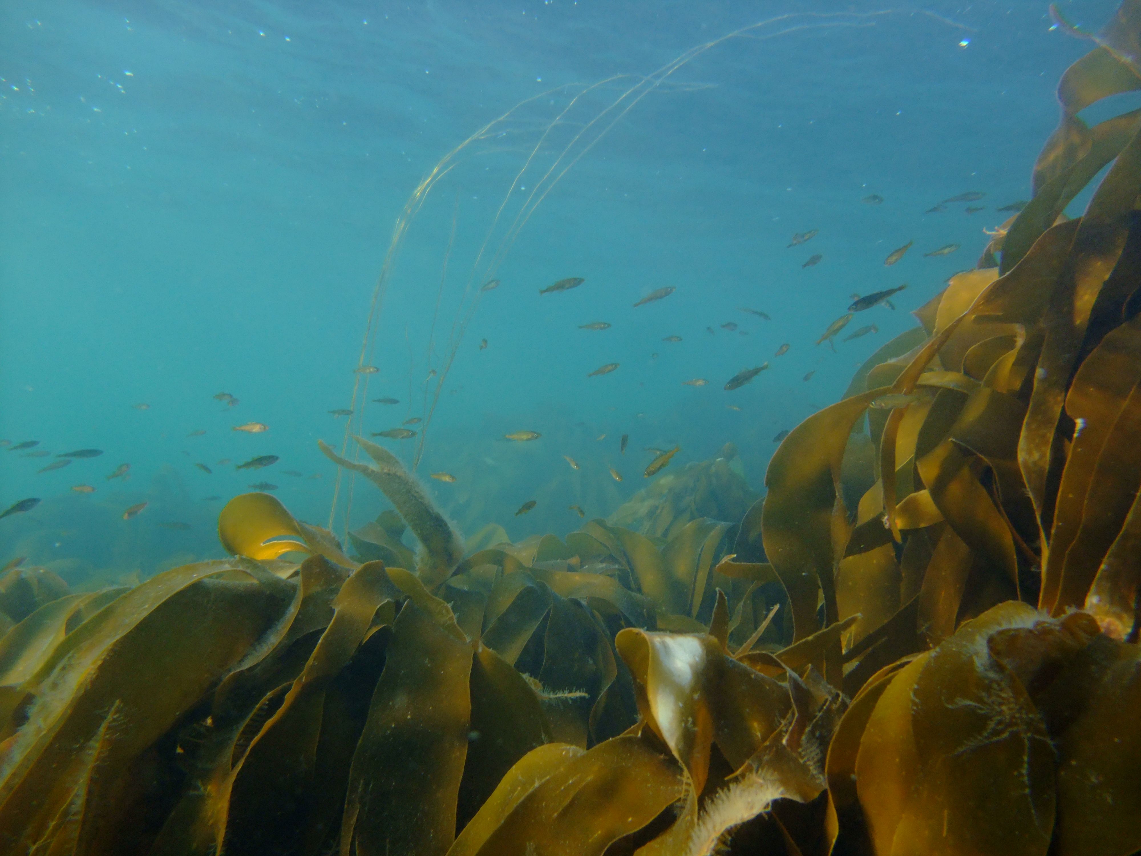 Shetland&rsquo;s Marine Habitats: New Report Explores Current and Future Blue Carbon Potential