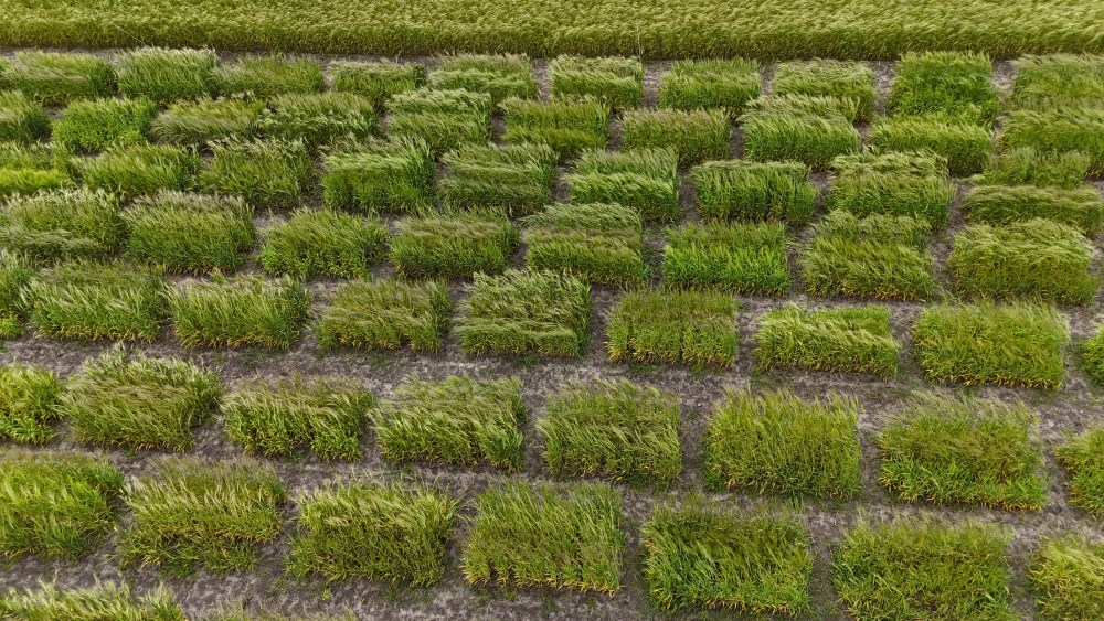 Barley growing in a field